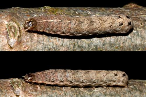 Noctua janthina